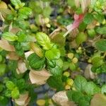 Barleria repens Hoja