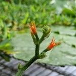 Gurania makoyana Flower