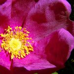 Rosa rugosa Цвят