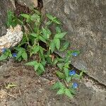 Commelina ensifolia 整株植物