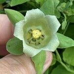 Codonopsis pilosula Blomma