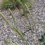 Hordeum bulbosum Leaf