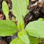 Eleutheranthera ruderalis Frunză