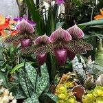 Paphiopedilum acmodontum Hostoa