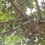 Ficus hispida Fruit