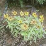 Zinnia angustifolia Blüte