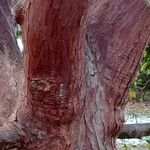 Calocedrus decurrens Koor