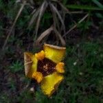 Trimezia juncifolia Flower