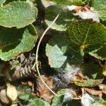 Salix herbacea Blad