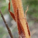 Orobanche gracilis Vrucht