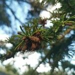 Abies balsamea പുഷ്പം