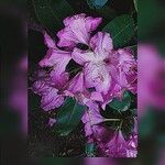 Rhododendron catawbienseЦвят