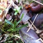 Cochlidium serrulatum Leaf