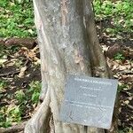 Psidium guajava പുറംതൊലി