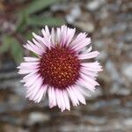 Erigeron uniflorus Flower
