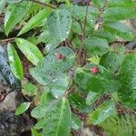 Phyllanthus chamaecerasus Habitus