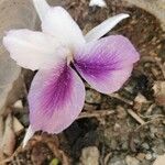 Kaempferia rotunda Blomst