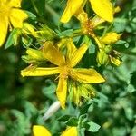 Hypericum perforatumফুল