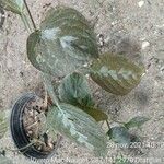 Pseuderanthemum alatum Leaf
