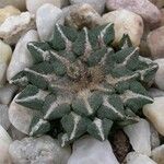 Ariocarpus kotschoubeyanus Deilen