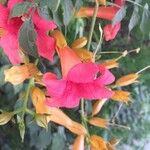 Campsis grandiflora Blomst