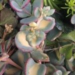 Sedum sieboldii Hábito