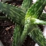 Aloe veraLeaf