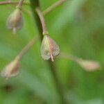 Noccaea caerulescens Frutto