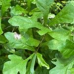 Quercus nigra Leaf