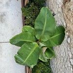 Musa acuminata Leaf