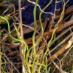 Juncus filiformis Blad