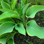 Hosta sieboldiana Leaf