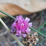 Dorycnopsis gerardi Flor