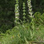 Morina persica Flower