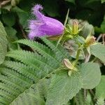 Campanula rapunculoidesBlüte