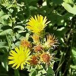 Inula spiraeifolia Цвят