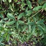 Rubus argutus Lapas