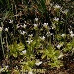 Pinguicula crystallina Natur