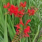 Crocosmia aurea Λουλούδι