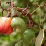 Anacardium occidentale Fruit