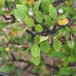 Cercocarpus montanus Fiore