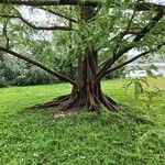 Metasequoia glyptostroboidesKéreg