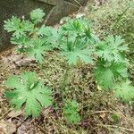 Geranium carolinianum Лист