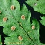 Dryopteris aemula Alia