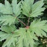 Rubus nemoralis Leaf