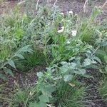 Erigeron annuusBlodyn