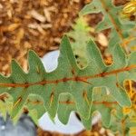 Solanum virginianum Leaf