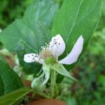 Rubus questieri 花