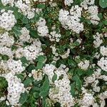 Spiraea × vanhouttei Õis