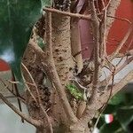 Ficus velutina Bark